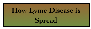 How Lyme Disease is Spread