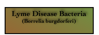 Lyme Disease Bacteria
(Borrelia burgdorferi)
