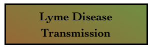 Lyme Disease Transmission